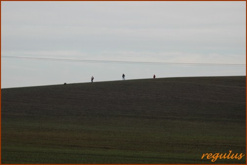 VDH DM IPO FH Oberdorla 2011